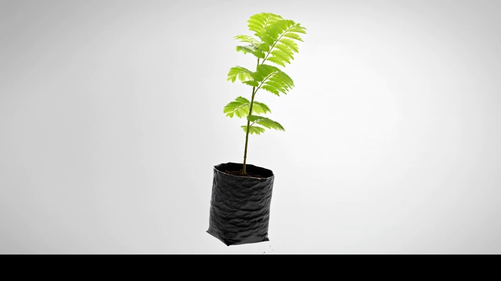 Eksekusi penanaman revegetasi lahan pascatambang bersama tim Group Leader Penataan Lahan dan Nursery